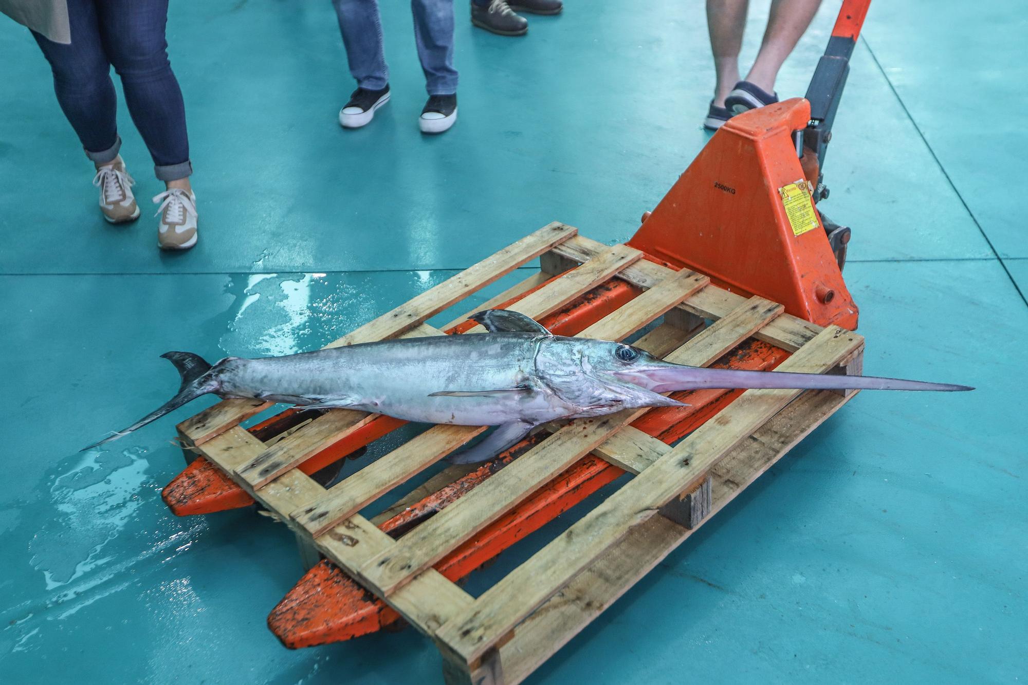 La subasta de la nueva lonja pesquera de Torrevieja se estrena con la venta de 13.000 kilos de boquerón y sardina