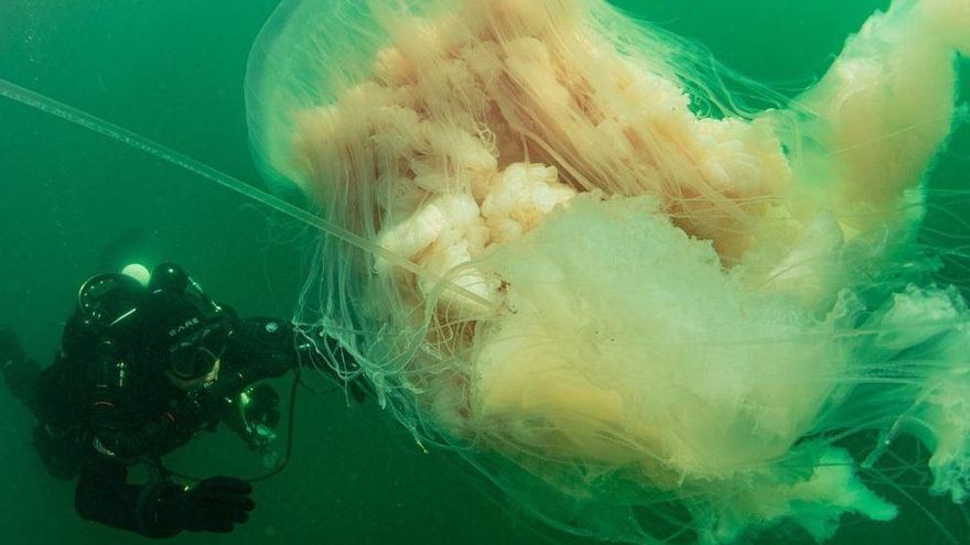 Así fue el encuentro con una medusa gigante en la ría de Vigo