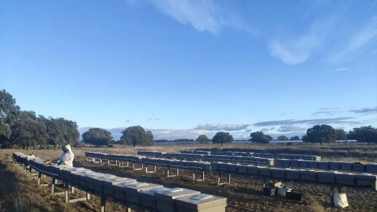 ENERGÍA Y NATURALEZA | Abejas con pan(e)les solares: así se fusionan apicultura y fotovoltaica en Extremadura
