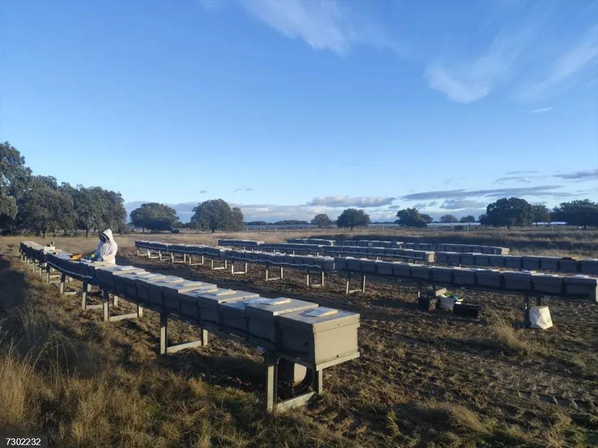 Colmenas instaladas en la planta solar Talayuela II para favorecer la cría de abejas.