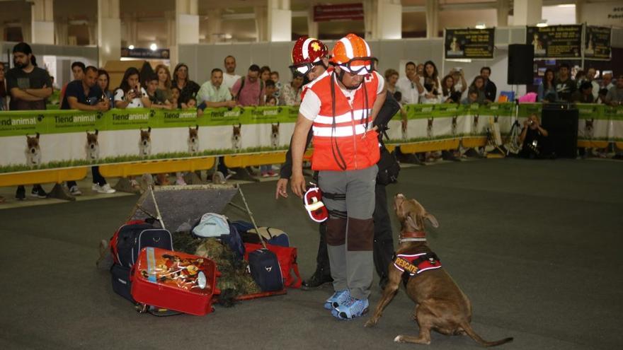 Exhibiciones de perros de obediencia y desfile para fomentar la adopción