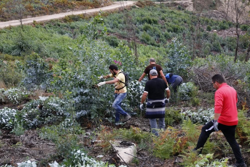 La comunidad de montes de Camos cita a los vecinos cerca del colegio Estudio para arrancar los brotes de esta especie pirófila.