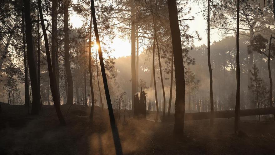 Desoladora imagen de jabalíes salvajes en la zona quemada por los incendios en Ávila y Madrid