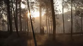 Desoladora imagen de jabalíes salvajes en la zona quemada por los incendios en Ávila y Madrid
