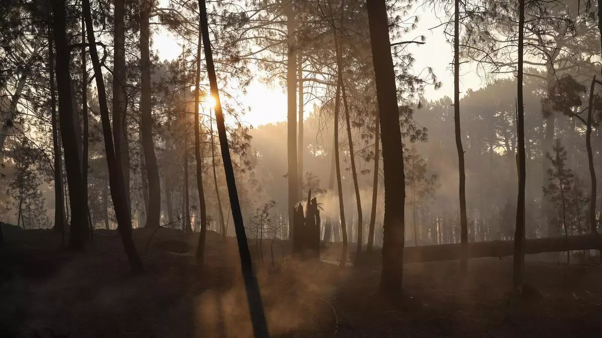 Desoladora imagen de jabalíes salvajes en la zona quemada por los incendios en Ávila y Madrid