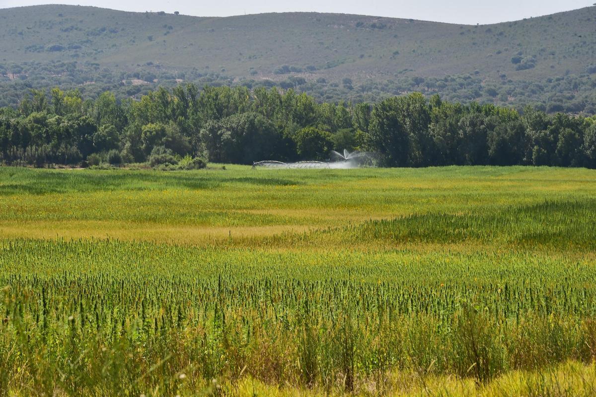Parte de la plantación de cáñamo industrial de Euro Hemp Industries, con el Parque Nacional de Monfragüe a fondo
