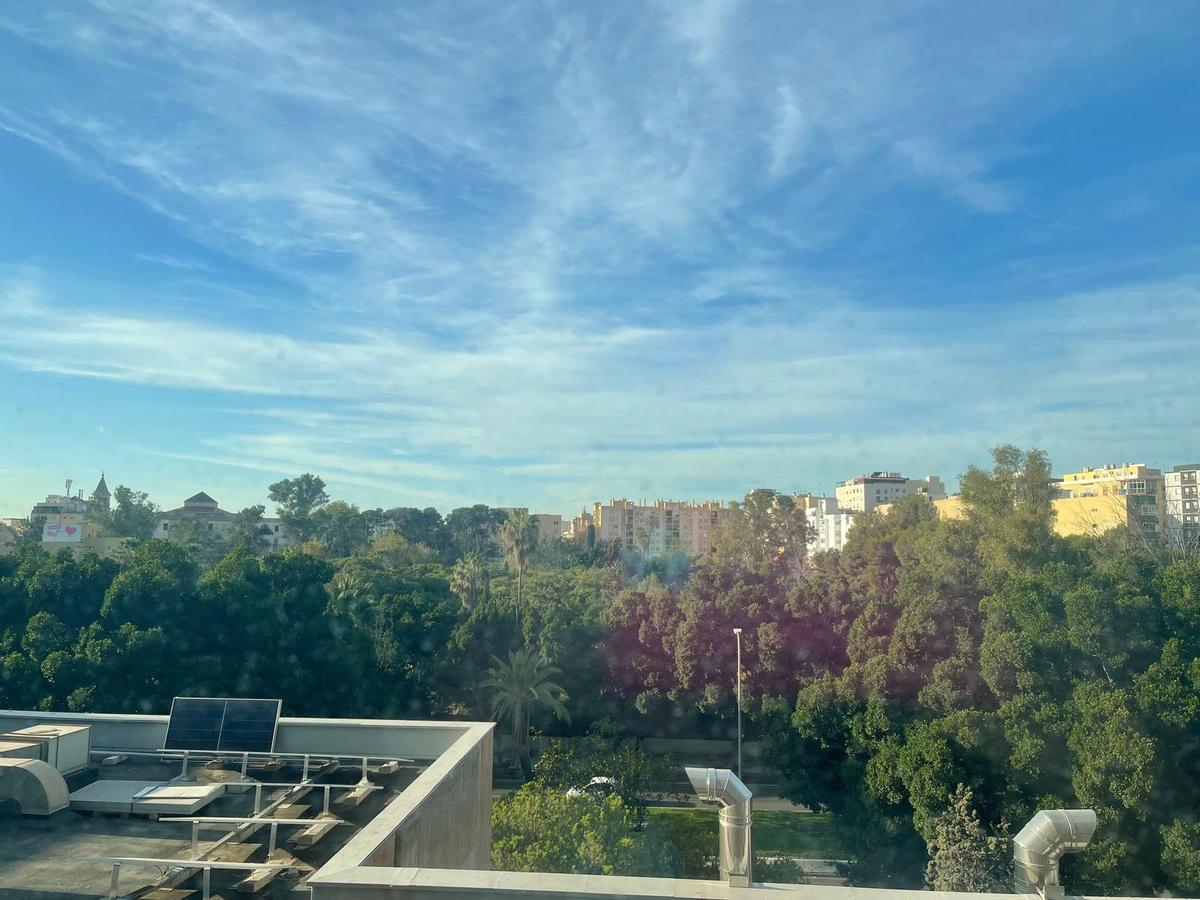 Vista de la arboleda amenazada, desde el vecino Hospital Materno.