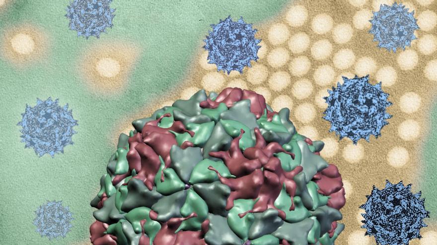 bioterrorismo polio: representaciones en 3D de las cápsides del virus de la poliomielitis 