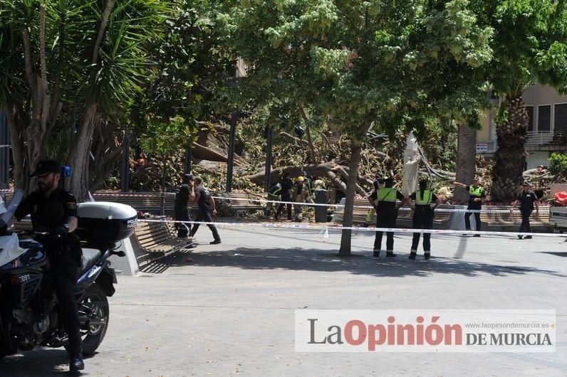 Cae parte del ficus de Santo Domingo en Murcia