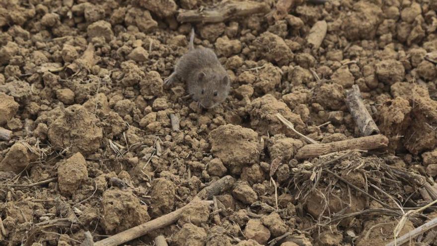 Las plagas de topillos frenan la recuperación de la liebre ibérica