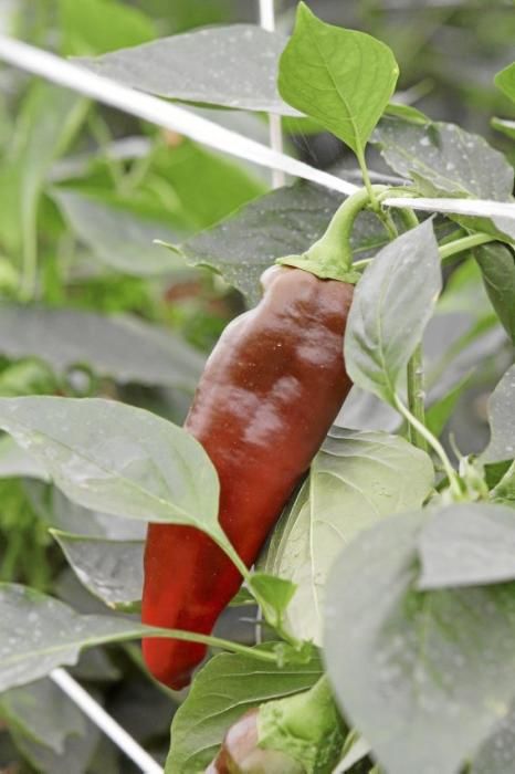 Ein Besuch bei Jaume Pou auf der Paprika-Plantage bei Inca.