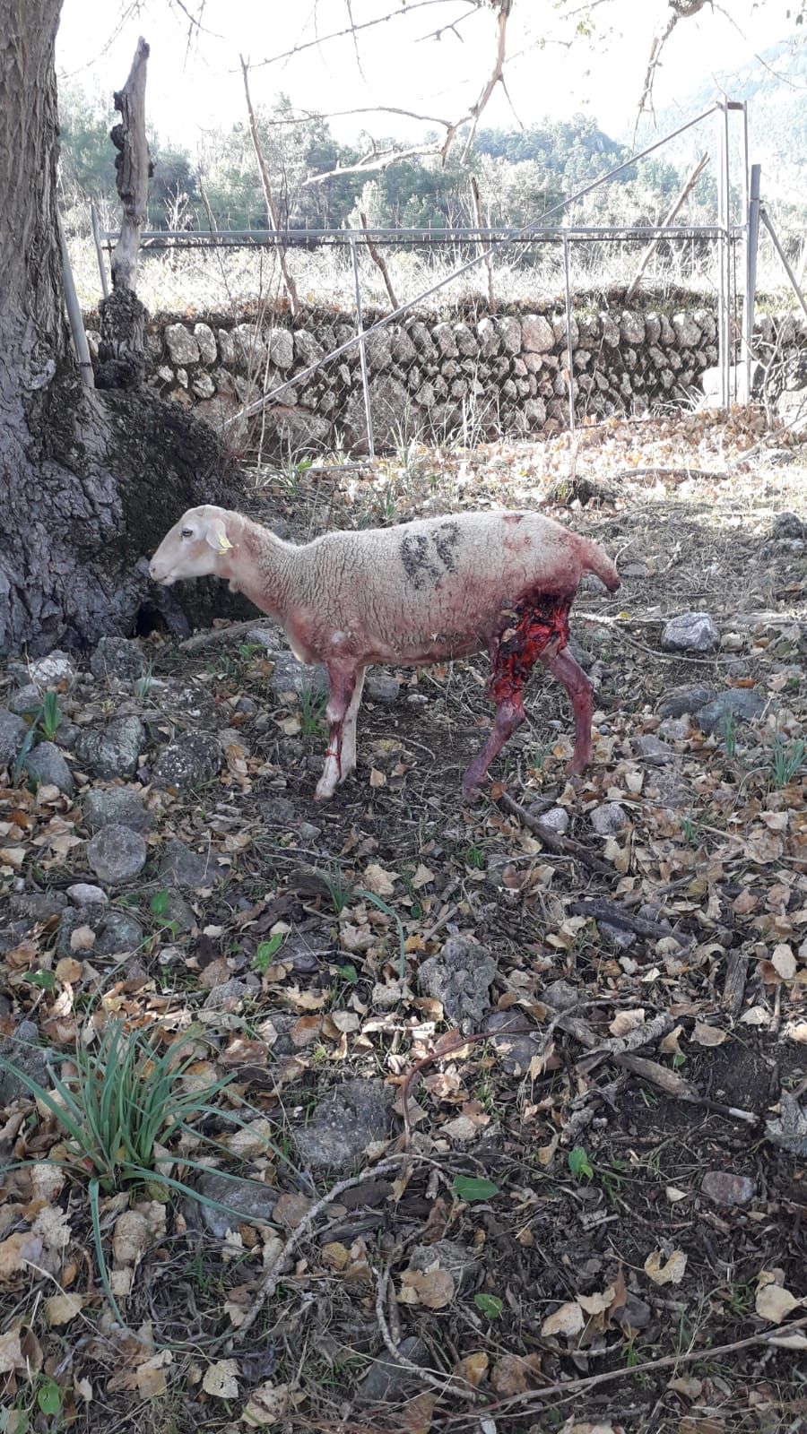 Fotos | Así ha sido el ataque de un perro a ovejas de la finca de Son Palou de Orient