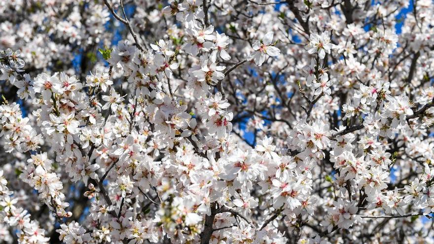 Almendros en flor en la Cumbre de Gran Canaria