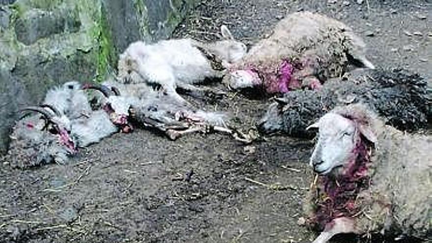 Varias cabras y ovejas atacadas por el lobo cerca de Boo, en Aller.