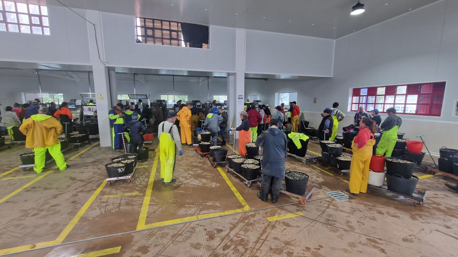 Así es el día a día en el puerto y la lonja de O Testal (Noia), donde cada vez se dan cita más mariscadores arousanos.