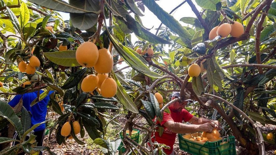 SOS en el campo de Alicante: un 10 % de la cosecha de nísperos se queda sin recoger por falta de temporeros
