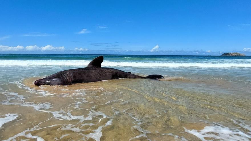 Un tauró pelegrí de més de set metres apareix varat en una platja de Ferrol