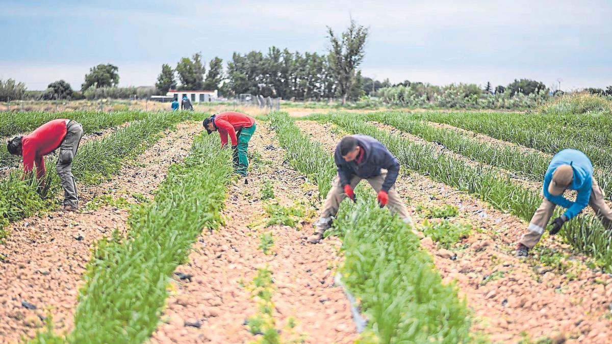 Trabajadores del Centro Especial de Empleo Gardeniers de Atades, iniciativa de economía social para dar trabajo a personas con discapacidad.|