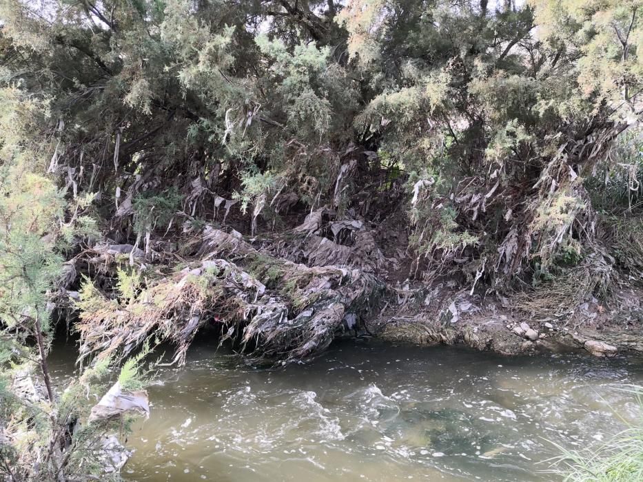 El Vinalopó, en Elche, invadido por toallitas y es