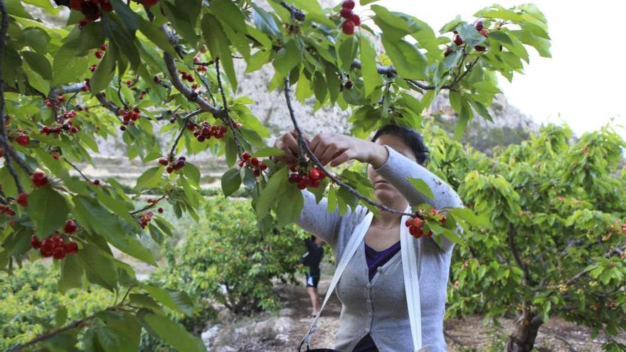 La recogida de cerezas está a punto de comenzar