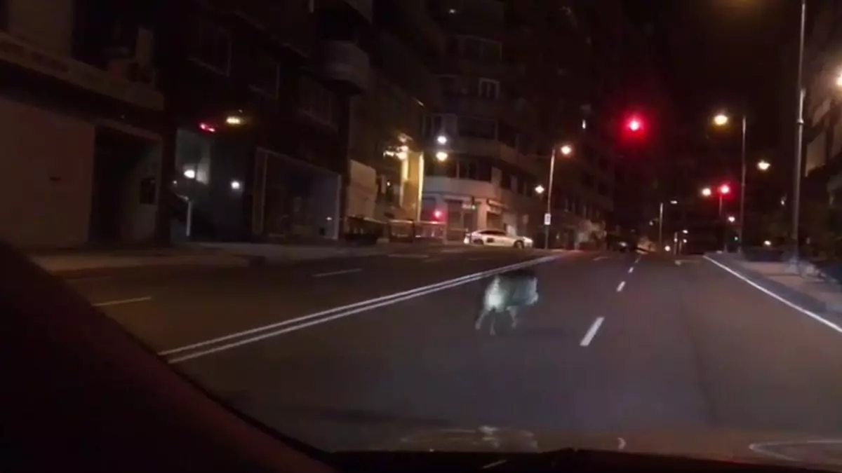 Ourense reunirá a expertos para abordar el problema de los accidentes de tráfico causados por animales, un peligro para la seguridad vial en cifras de récord
