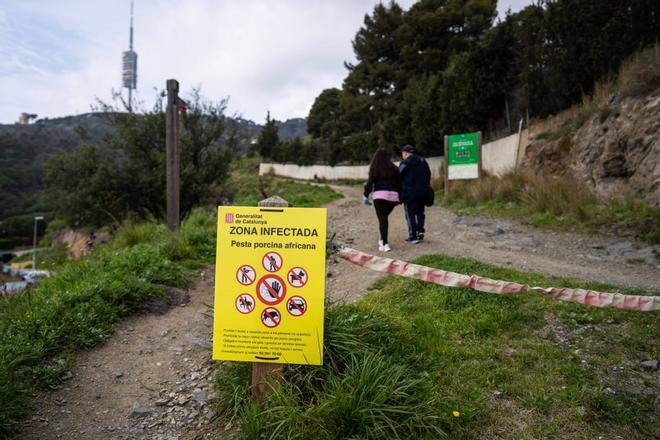 "Davant el brot de pesta porcina, cal reforçar la prevenció i control sanitari per protegir el sector"