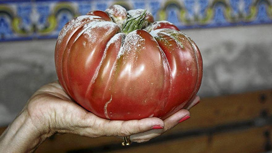 Imagen de espectacular tomate cultivado por Tomeu Arbona