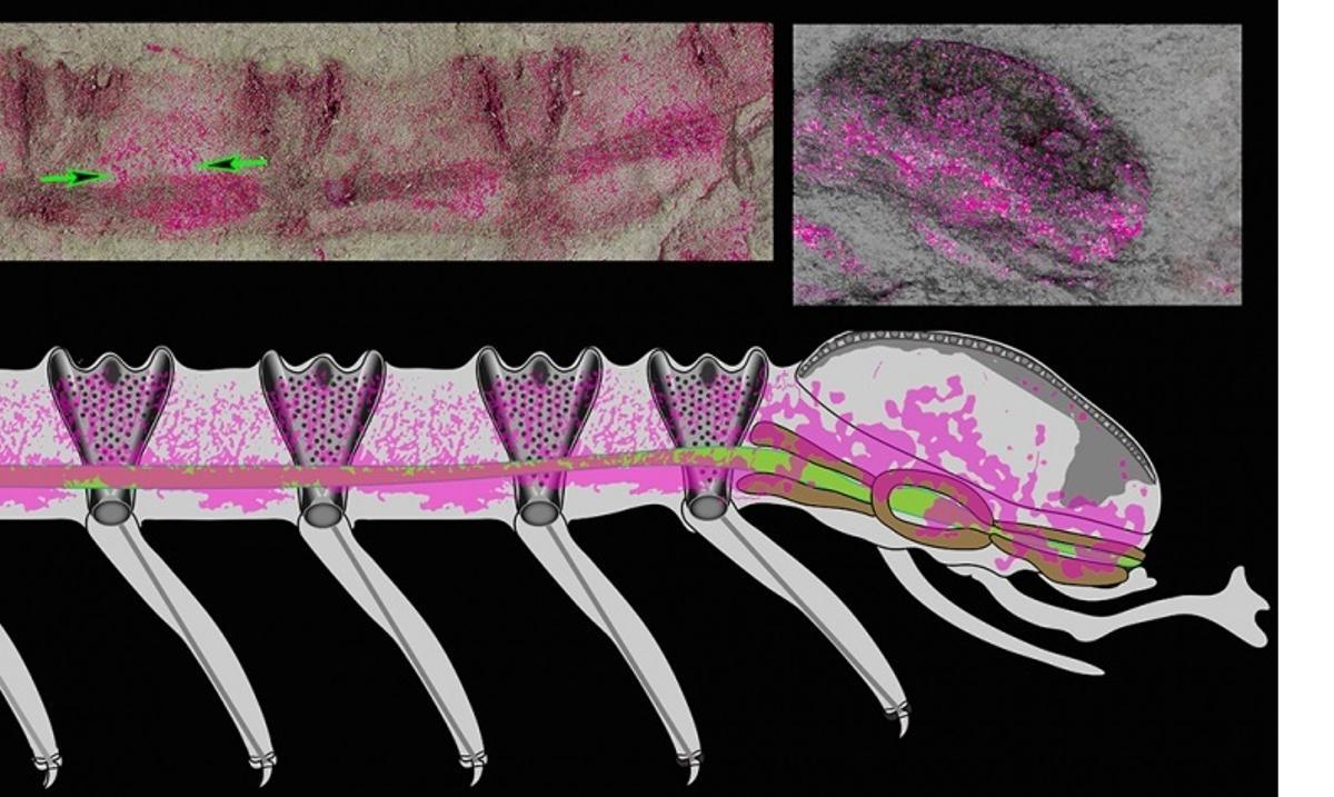 Cabeza y cuerpo del fósil; los colores magenta indican áreas neuronales