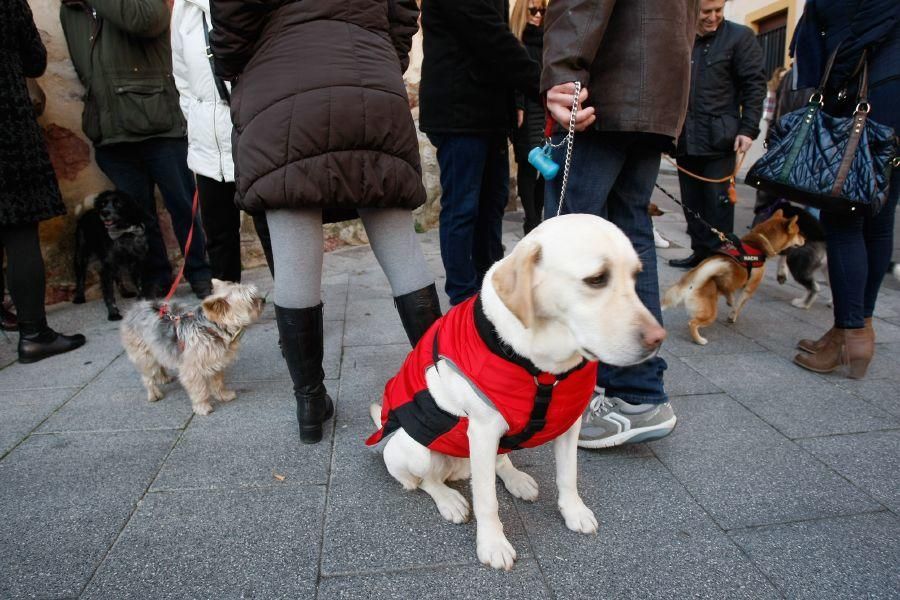 Los perros gobiernan por san Antón en Zamora