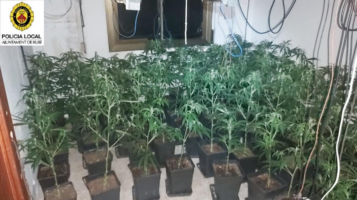 Imagen de las 186 plantas de marihuana confiscadas en un piso de Rubí