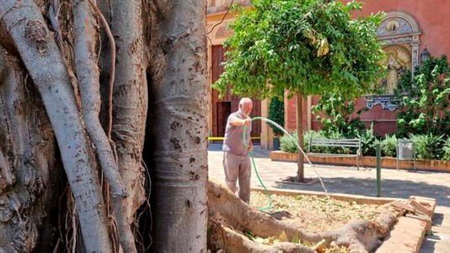 El Ayuntamiento presentará alegaciones a la suspensión de la tala del ficus