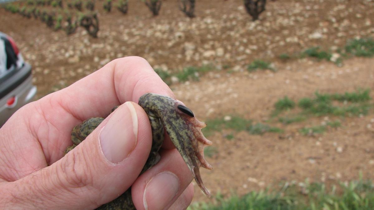 Excrecencia o espuela del sapo de espuelas, que utiliza para excavar agujeros o para defenderse de algunos depredadores como las culebras.