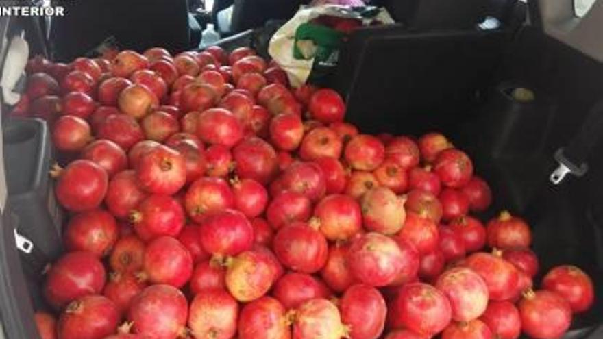 Dos detenidos por el robo de 2.500 kilos de granadas en campos de Crevillent