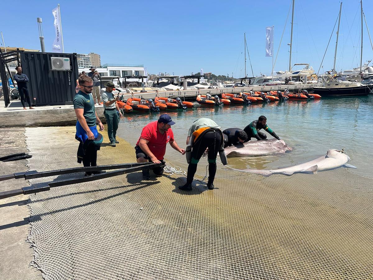 Encuentran dos tiburones muertos frente a la costa de Cala Nova, en la bahía de Palma
