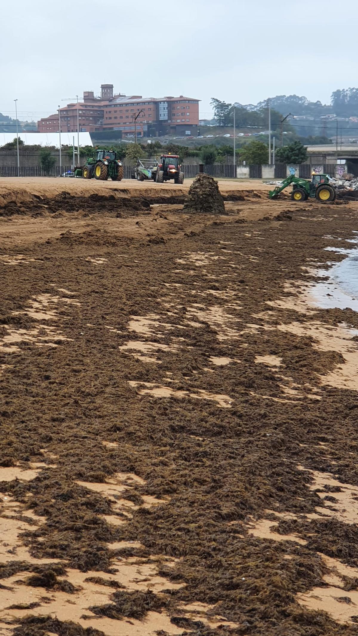 Máquinas trabajando en la retirada de algas, ayer en El Arbeyal.