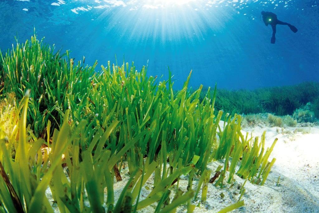 Fondos marinos de Ibiza, poblados de posidonia.