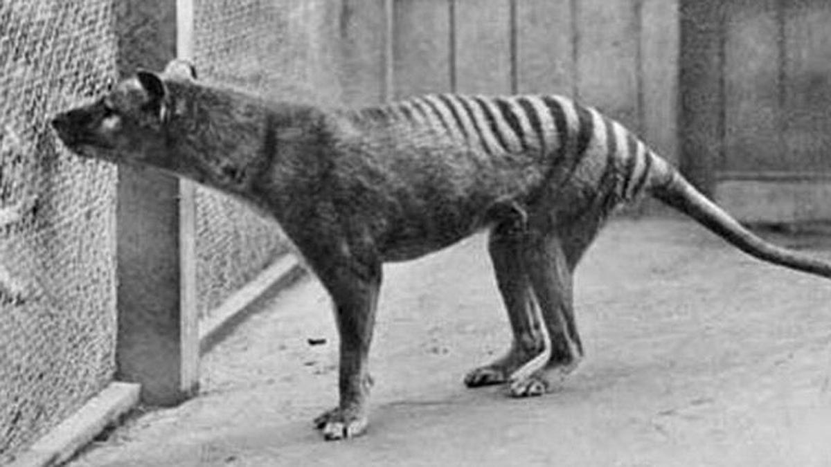 El último ejemplar de tigre de Tasmania