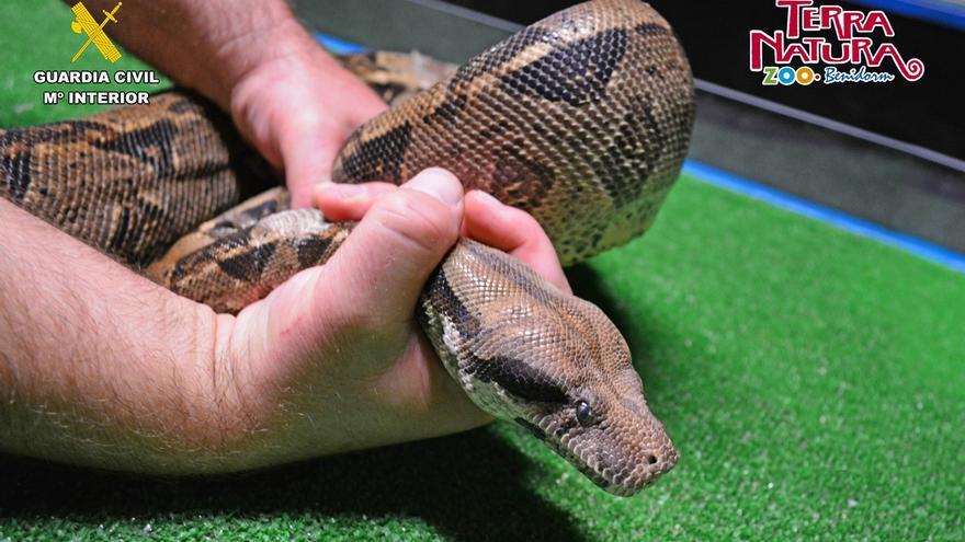 Susto en una calle de Alicante al caer una boa constrictor desde una terraza