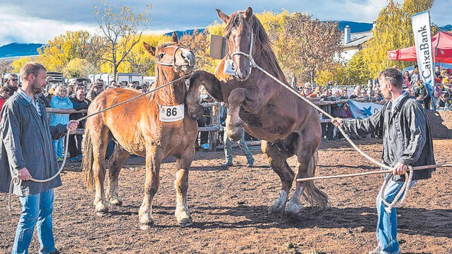 El concurs de cavalls es farà demà al matí, amb diferents categories