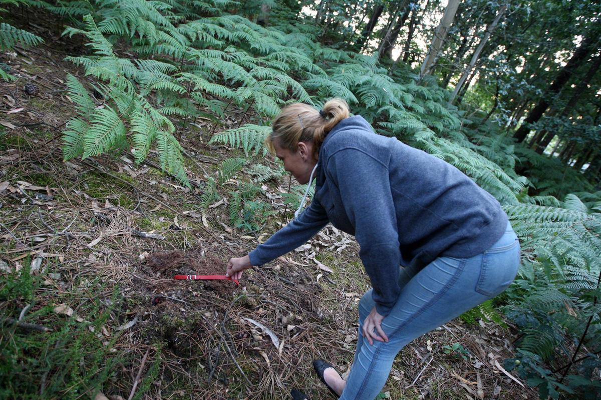 Collar de un perro devorado por un lobo en O Deza.