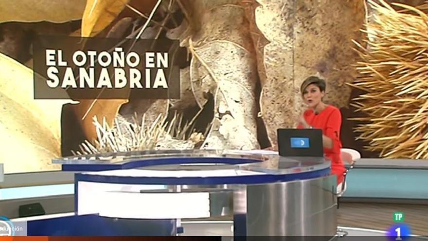 La recogida de castañas en Sanabria, en &quot;España Directo&quot;