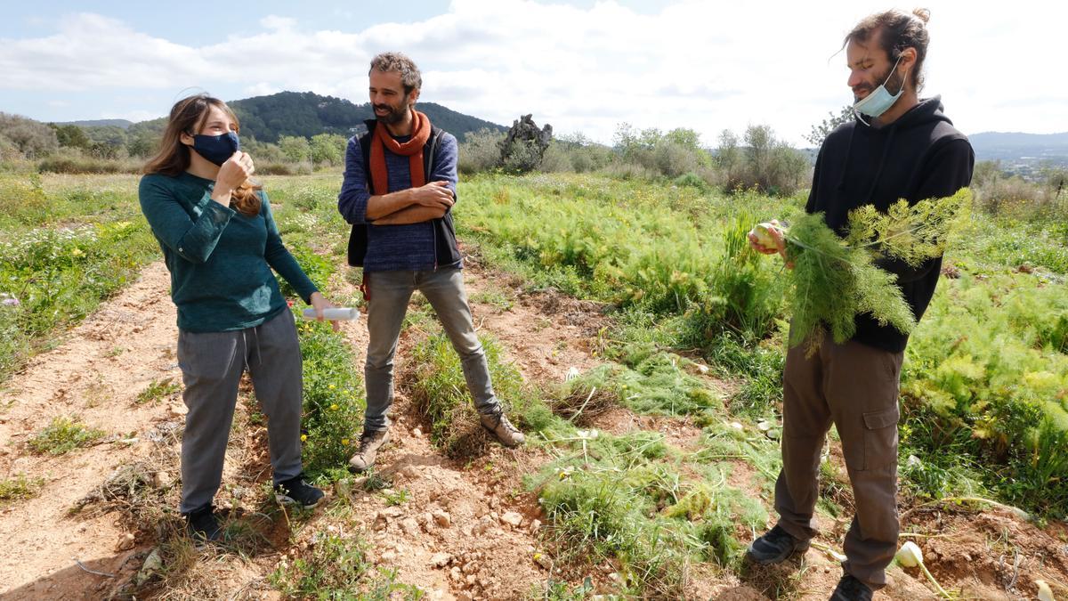 Sonia Torres, Borja Camí y Adrián Díaz, este con un hinojo en la mano, en s’Hortgànic.