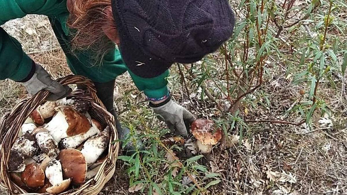 Una recolectora de setas en el campo de Samir. |  Chany Sebastián