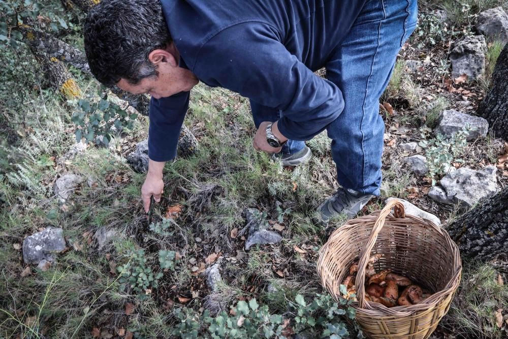 La provincia vivirá la mejor campaña de setas en cuatro años tras las últimas lluvias