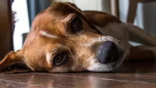 Lío en una comunidad de vecinos de Zaragoza: colocan un cartel porque varios perros orinan en el portal