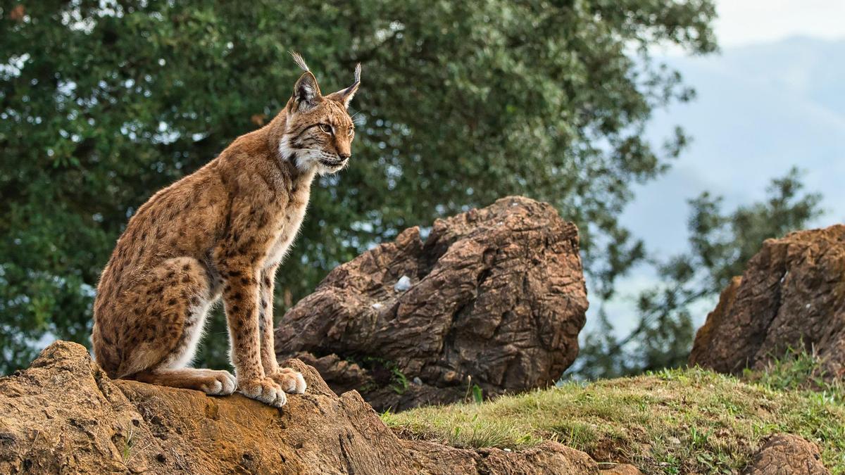 Ejemplar de lince ibérico.