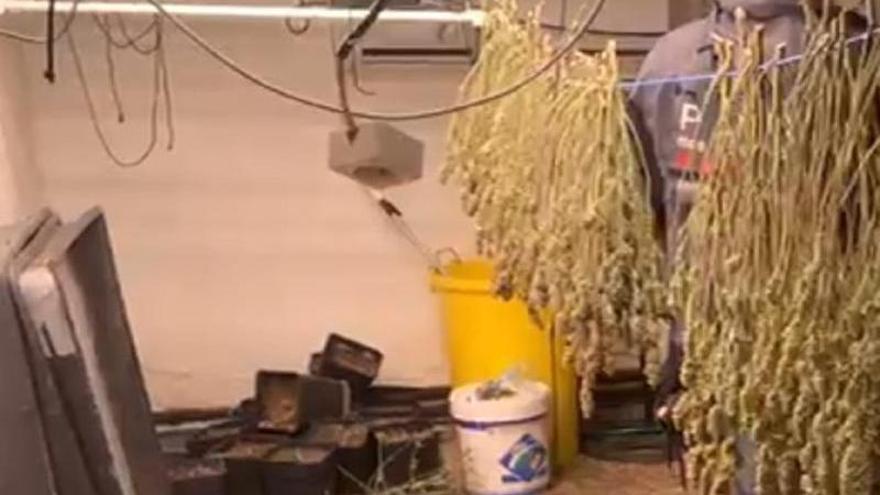 Detenen dues persones i desmantellen una plantació de marihuana a Vilafant