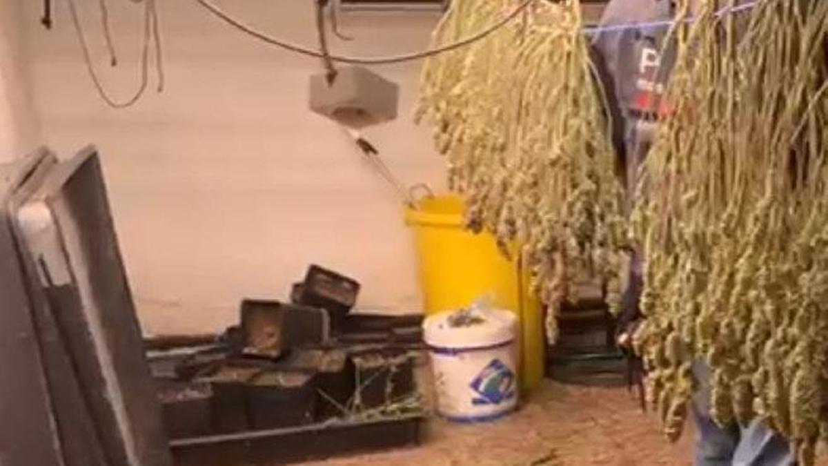 La plantació de marihuana desmantellada a vilafant el 21 de maig.