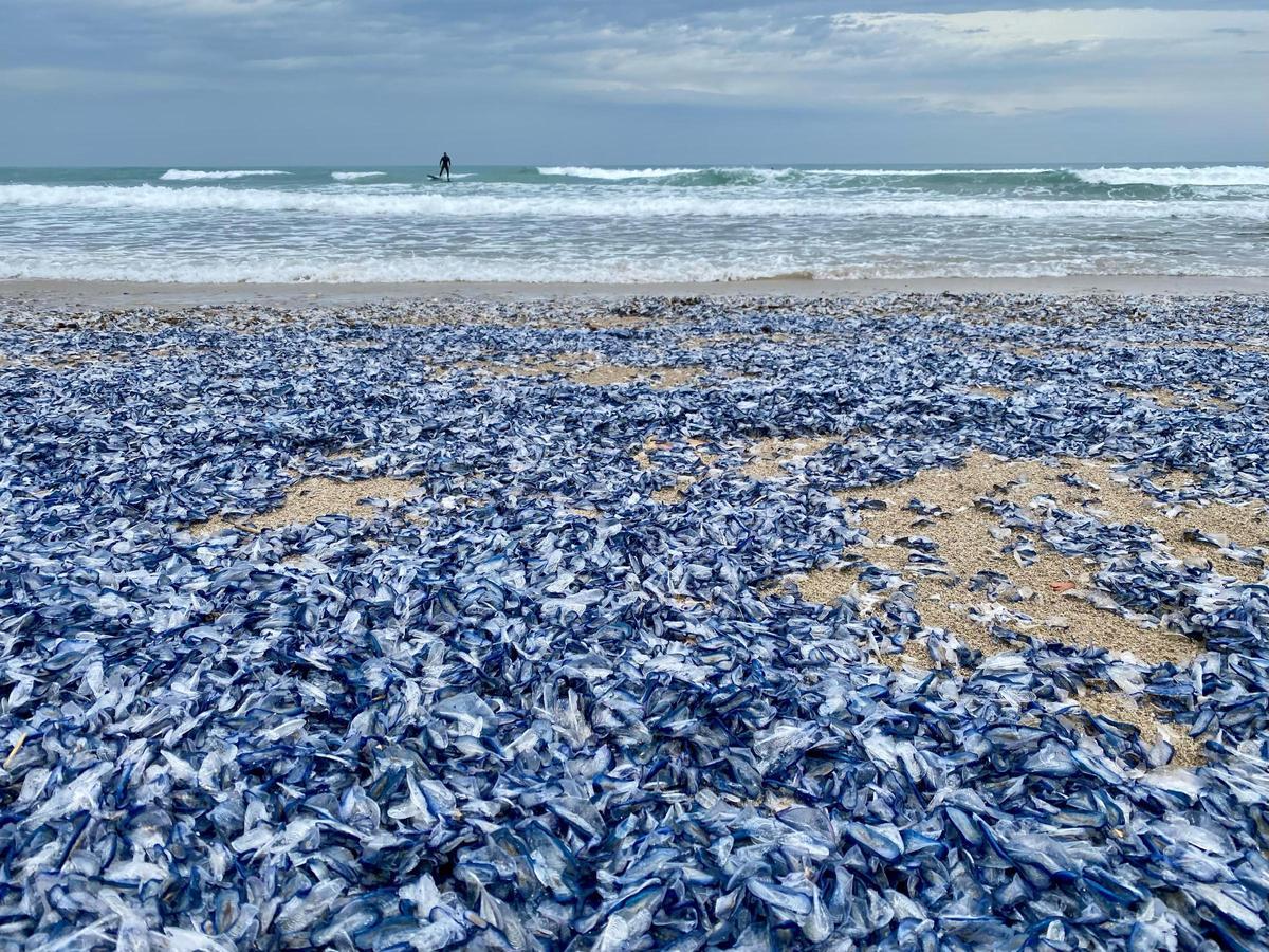 La arena de playa de Levante, abarrotada de mesusas azules