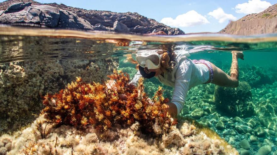 38 anys investigant l&#039;ecologia aquàtica des de Blanes